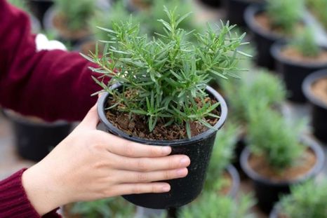 Con estos trucos tendrás una planta de romero sana y hermosa Foto: Shutterstock Con estos trucos tendrás una planta de romero sana y hermosa Foto: Shutterstock