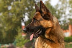 Conmoción en San Francisco: una beba de un año murió tras el ataque de un perro ovejero alemán. Foto: Shutterstock