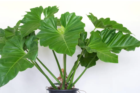 La planta estrella de interiores. La planta estrella de interiores.