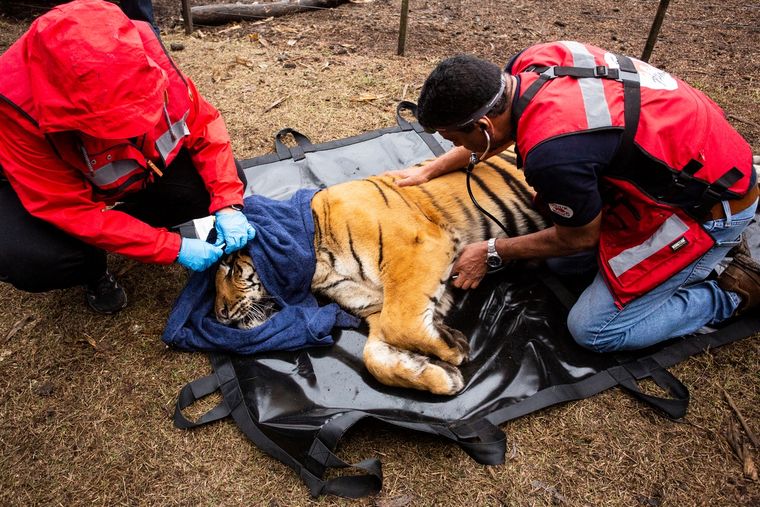 Un equipo de expertos de una organización internacional llevó a cabo ayer el rescate de dos tigres que se encontraban bajo cautiverio en  criadero privado ilegal Foto: Four Paws