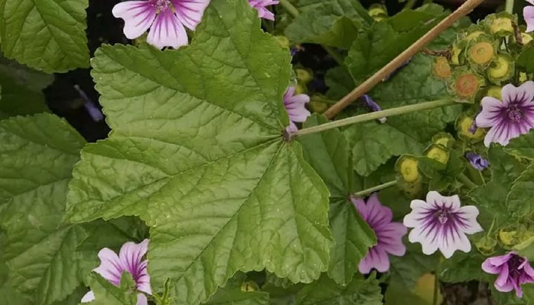 La Malva es una planta muy resistente y con muchas propiedades beneficiosas para la salud Foto: Flores y jardín