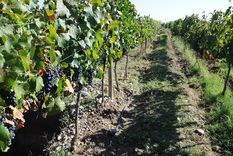 Algunas bodegas y alojamientos mendocinos han salido en búsqueda de inversores o están abiertos a procesos de venta. Foto: ALF PONCE MERCADO / MDZ