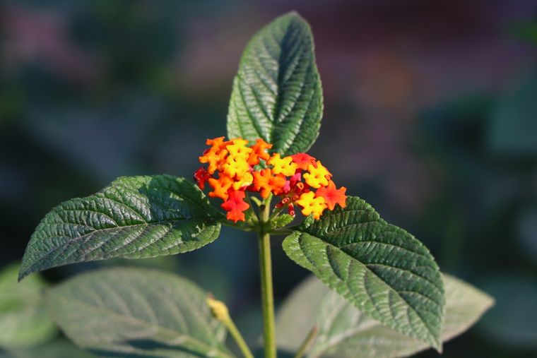 La planta que es peligrosa para animales y humanos. La planta que es peligrosa para animales y humanos. 