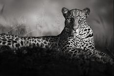 africa como nunca la viste, de la mano de nick brandt