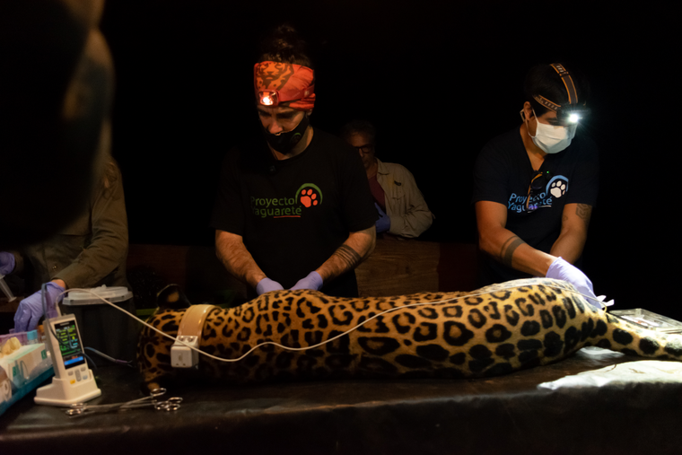 Pará, la madre, presentaba distintas lesiones Pará, la madre, presentaba distintas lesiones