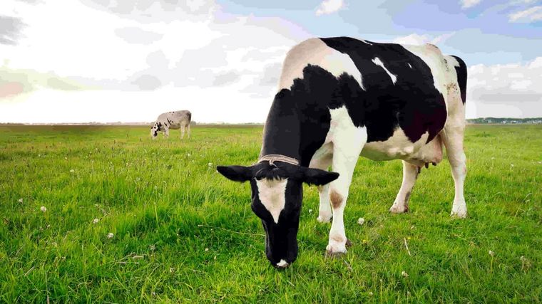 El suplemento ya fue aprobado por la UE. Foto: LoneraLj.