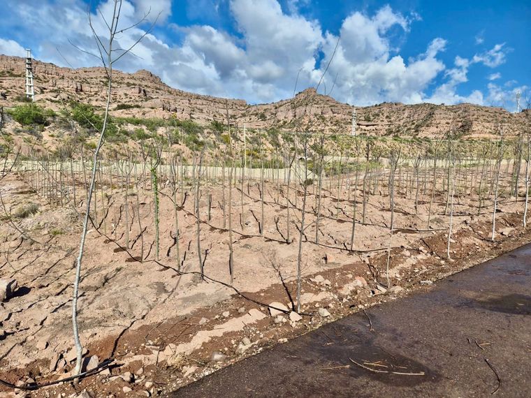 Parte de los 3.000 árboles que se plantaron en la zona. Parte de los 3.000 árboles que se plantaron en la zona.