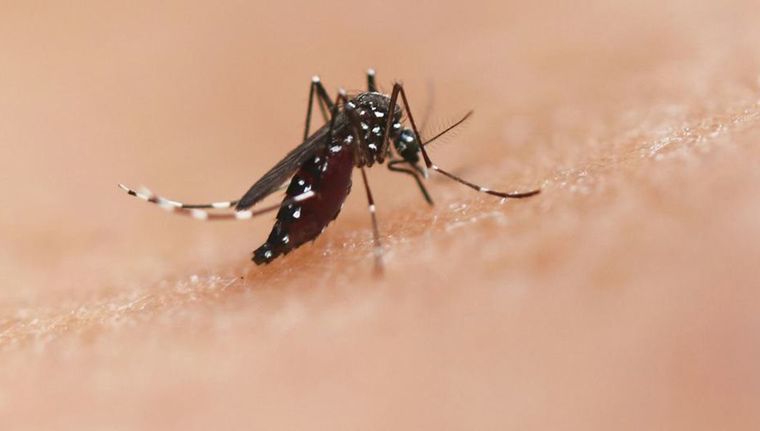 El Ministerio de Salud de la provincia de Córdoba confirmó los primeros dos casos de dengue autóctono de la temporada 2024-2025. Foto: DPA