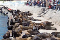 Piden el resguardo de la colonia de lobos marinos Foto: EFE