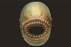 Reconstrucción artística de Saccorhytus coronarius, basada en los hallazgos fósiles originales. Foto: CAMBRIDGE UNIVERSITY