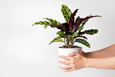 CALATHEA Foto: SHUTERSTOCK