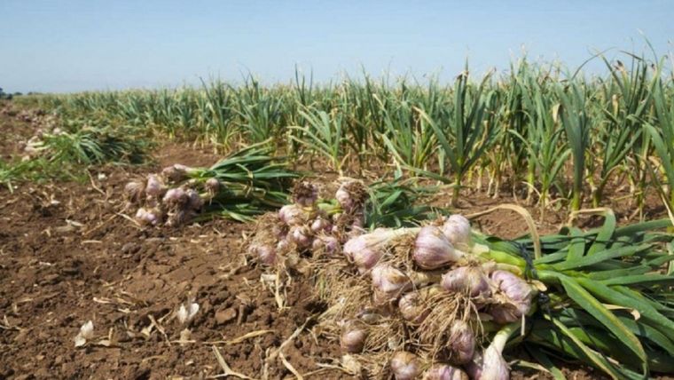 El 80% de las exportaciones argentinas de ajo tienen su origen en Mendoza, y la mayor parte desembarca en tierras brasileñas. Foto: Gobierno de Mendoza