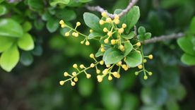 Este árbol puede decorar cualquier parte de la casa, sin la necesidad de un jardín. Este árbol puede decorar cualquier parte de la casa, sin la necesidad de un jardín.