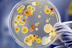 brasil ya tiene un caso de infeccion con el peligroso hongo candida auris