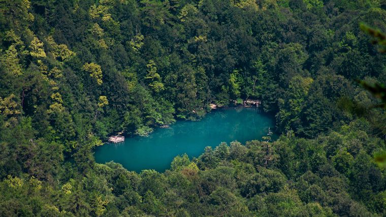 Los bosques jóvenes con suelos ricos en nitrógeno capturan más carbono y crecen más rápido, según una nueva investigación científica. Foto: Pexels.