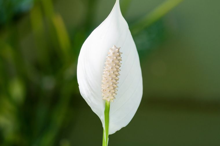 Ideal para el interior del hogar. Foto: Fuente: Shutterstock