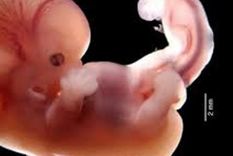 Se puede vitrificar un número considerable de óvulos que, a simple vista, parecen excelentes, pero la verdadera cuestión es si serán viables cuando se decida utilizarlos. Foto: Archivo MDZ