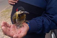 El ave rescatada se encuentra recuperándose en el Ecoparque. El ave rescatada se encuentra recuperándose en el Ecoparque.