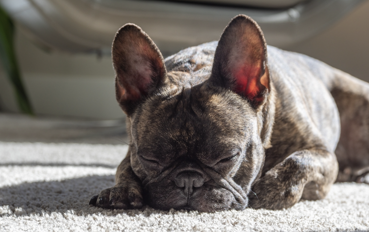 Esta es la razón por la que tu perro parece tener espasmos Foto: Shutterstock