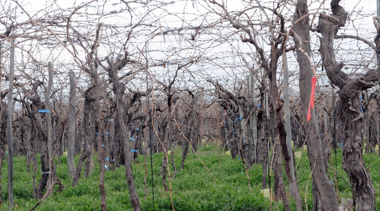 Foto: Pachy Reynoso/MDZ