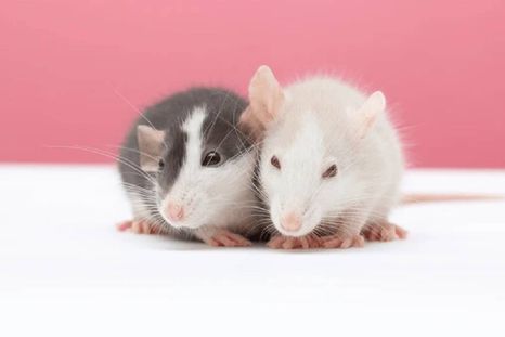 ¿Qué interpretación tiene soñar con ratas? (Shutterstock)