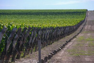 MDZol | El vino sufrió una nueva contracción de mercado durante el último año a nivel mundial Foto: Gobierno de Mendoza