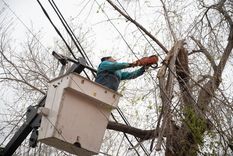 Cortar un árbol en Mendoza va en contra de la Ley de Arbolado Foto: Ciudad de Mendoza