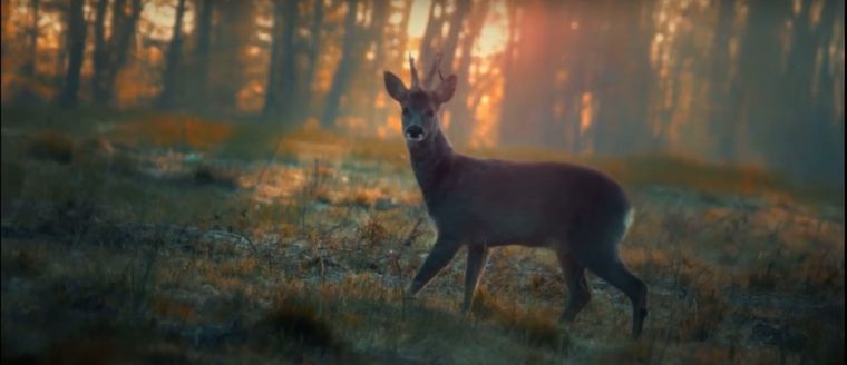 Netflix ¿De quién huimos, mamá?