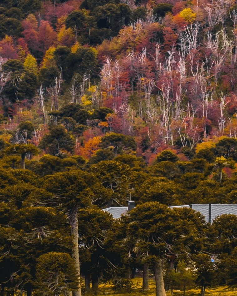 La Reserva Nacional Malalcahuello ofrece en otoño una combinación de bosques encendidos, aire de cordillera y paisajes que ganan profundidad con el cambio de estación. La Reserva Nacional Malalcahuello ofrece en otoño una combinación de bosques encendidos, aire de cordillera y paisajes que ganan profundidad con el cambio de estación.