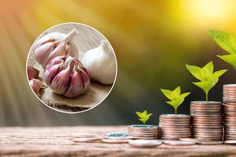 Cómo llevar adelante el ritual del ajo para generar mayor riqueza (Shutterstock). Foto: Archivo