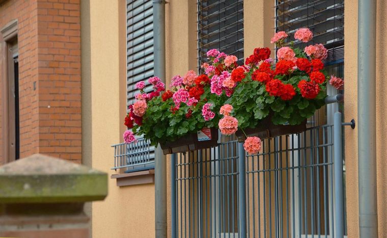 Las plantas alegran la decoración de los balcones. Foto: Pixabay - pixabay.com