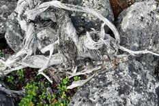 El enebro en Utsjoki, en la Laponia finlandesa, con anillos en el tronco cuyo análisis ha determinado su edad. Foto: Dpa.