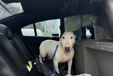 Rescataron al perro que fue abandonado en medio del Huracán Milton. Foto: Redes sociales