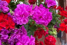 Geranio, tiene flores todo el año. Foto: SHUTTERSTOCK