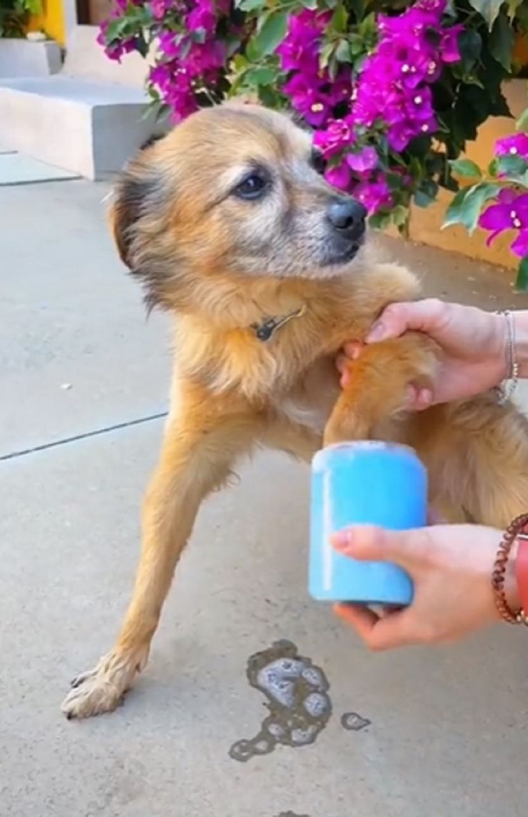 Video viral Foto: TikTok