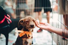 Animales BA: la nueva web para buscar mascotas perdidas, adoptar y pedir turnos gratis. Animales BA: la nueva web para buscar mascotas perdidas, adoptar y pedir turnos gratis.