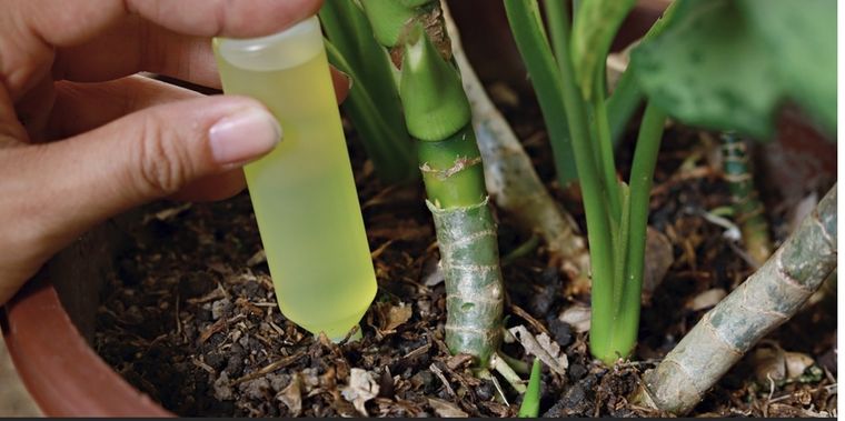 Puedes utilizarlo para regar las plantas que luzcan marchitas Foto: Shutterstock