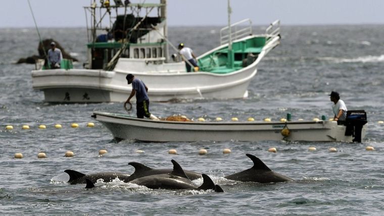 Delfines, Caza, Japón