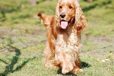 cocker spaniel El cocker spaniel es un perro con mucho carácter. Foto: Efe.