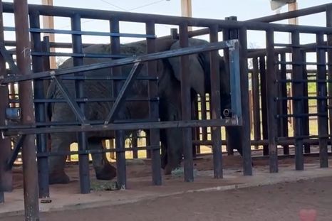 La elfanta Kenya en el Santuario de Brasil. La elfanta Kenya en el Santuario de Brasil.