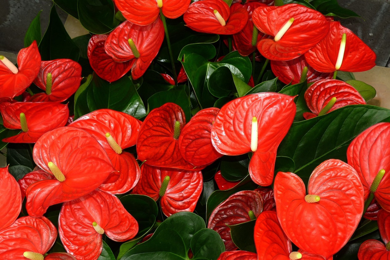 El Anturio es una planta ideal para decorar el hogar.