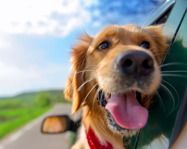 Estos consejos te ayudarán a disfrutar un viaje en compañía de tu mascota Foto: Freepik