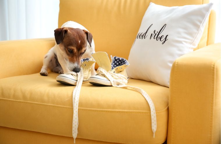 Mascotas Motivos de su comportamiento Foto: Shutterstock