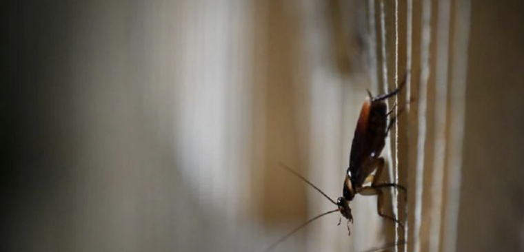 Elimina la plaga de cucarachas con este simple ingrediente casero de tu cocina Foto: Archivo