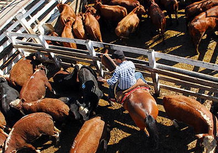 La industria de la genética ganadera toma un rol preponderante en el agro local.