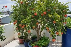 Este árbol es ideal para patios o chicos o terrazas.