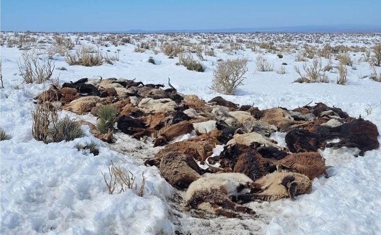 Estiman que las pérdidas alcanzan al 30% del ganado. Foto: Gentileza /Laura Vargas