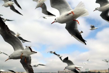 Las aves tienen que adaptarse al calentamiento global que trae el cambio climático. Foto: Efe. Las aves tienen que adaptarse al calentamiento global que trae el cambio climático. Foto: Efe.
