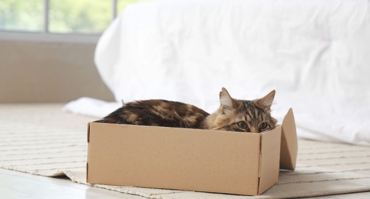 Las cajas funcionan como un escondite perfecto donde los gatos pueden observar sin ser vistos. Foto: Archivo