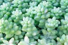 Suculenta. Foto: generacionverde.com